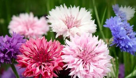 什么花代表善良？花语中善良的花有哪些？