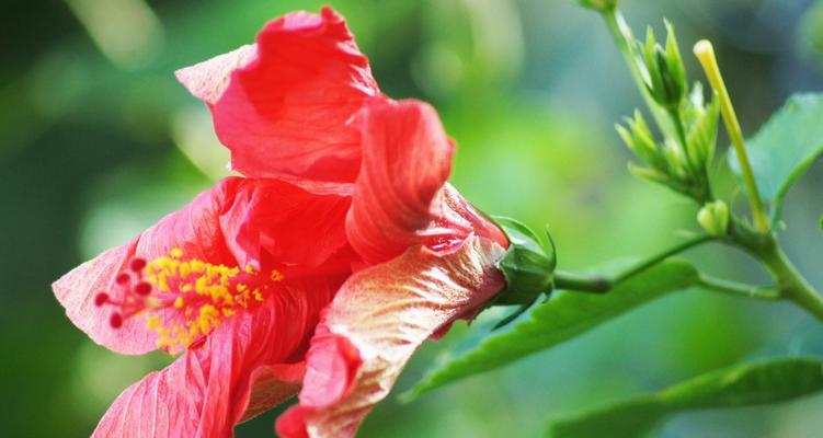 扶桑花代表什么含义？扶桑花的花语有哪些常见误解？