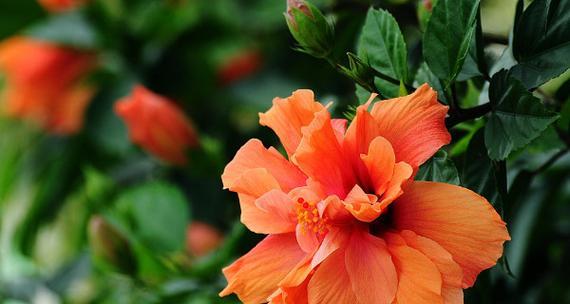 扶桑花代表什么含义？扶桑花的花语有哪些常见误解？