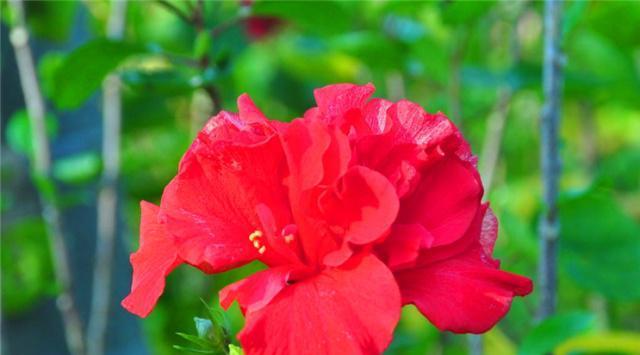 扶桑花代表什么含义？扶桑花的花语有哪些常见误解？