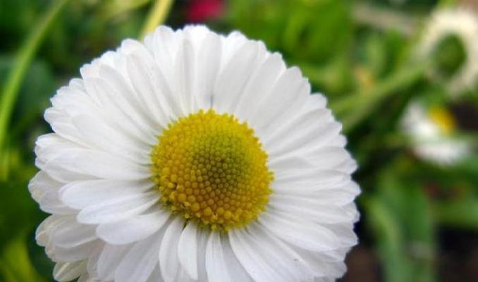 什么花代表善良和温暖？揭秘花语背后的含义？