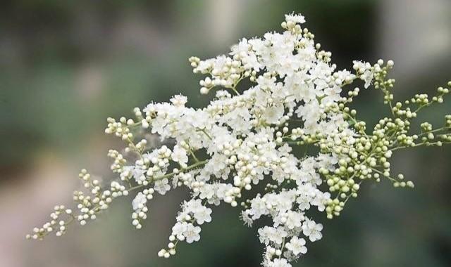 什么花代表深爱？花语中深爱的花朵有哪些？