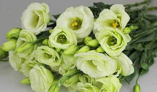 什么花代表深爱？花语中深爱的花朵有哪些？