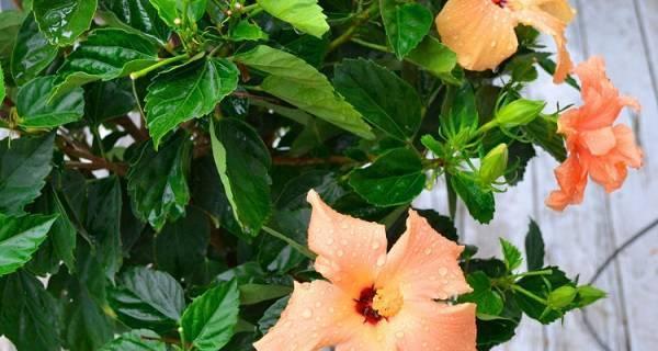 扶桑花冬天会冻死吗？如何在寒冷季节保护扶桑花？
