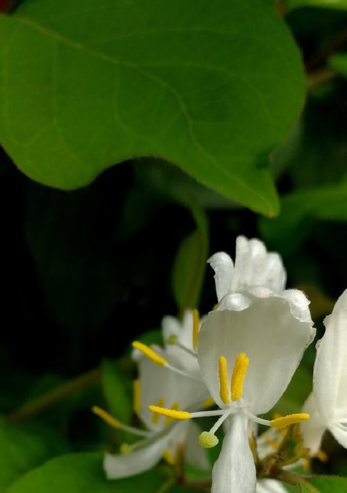 扶桑花冬天会冻死吗？如何在寒冷季节保护扶桑花？