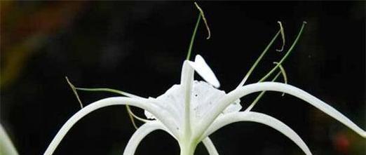 什么花的花语代表神秘？揭秘花语背后的秘密含义？