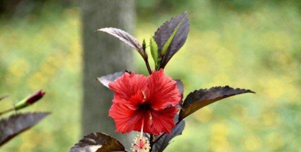 扶桑花冬天会冻死吗？如何在寒冷季节保护扶桑花？