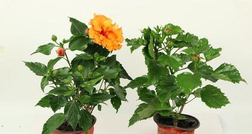 扶桑花冬天养护技巧是什么？如何确保扶桑花安全过冬？