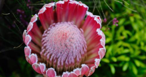 什么花的花语代表神秘和冷漠？
