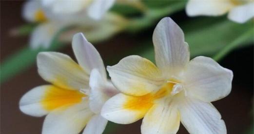 什么花的花语代表神明？揭秘花语背后的神秘含义？