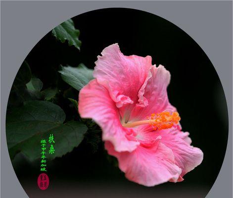 扶桑花在风水中的寓意是什么？它有哪些作用？