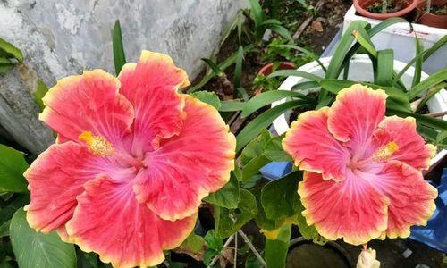 扶桑花根系发达吗？如何正确养护以促进生长？