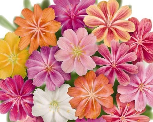 什么花代表生日快乐？花语中生日快乐的花有哪些？