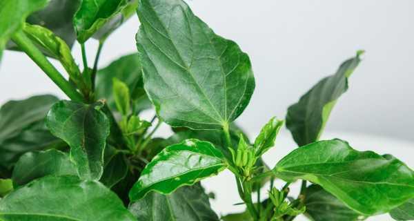 扶桑花会结籽吗？如何促进扶桑花种子的形成？