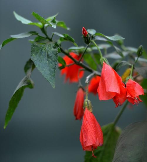 扶桑花会结籽吗？如何促进扶桑花种子的形成？