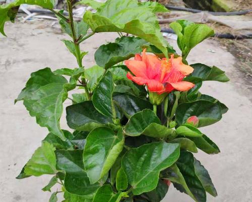 扶桑花几度入室？室内种植扶桑花的常见问题有哪些？