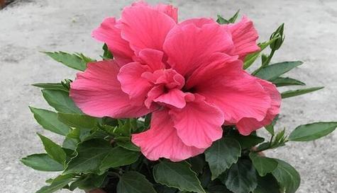 扶桑花几度入室？室内种植扶桑花的常见问题有哪些？