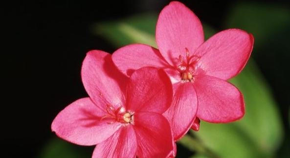 什么花代表失望的花语？了解失望的花语含义是什么？