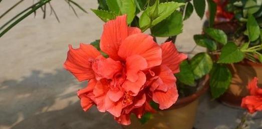 扶桑花浇水频率如何根据季节调整？