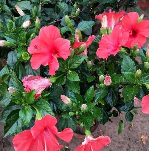 扶桑花浇水频率如何根据季节调整？