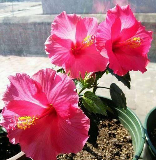 扶桑花浇水频率如何根据季节调整？
