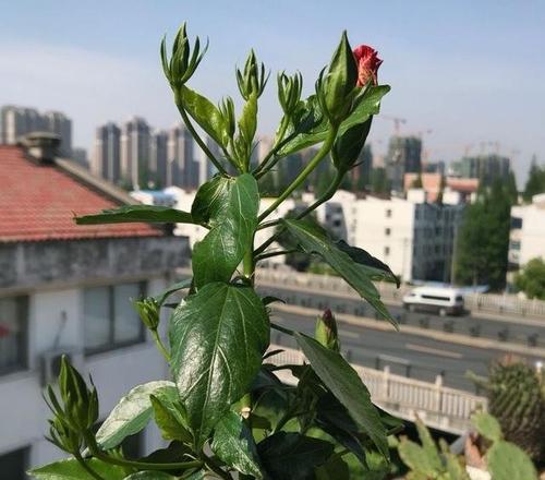 扶桑花几月份扦插最好？如何提高成活率？