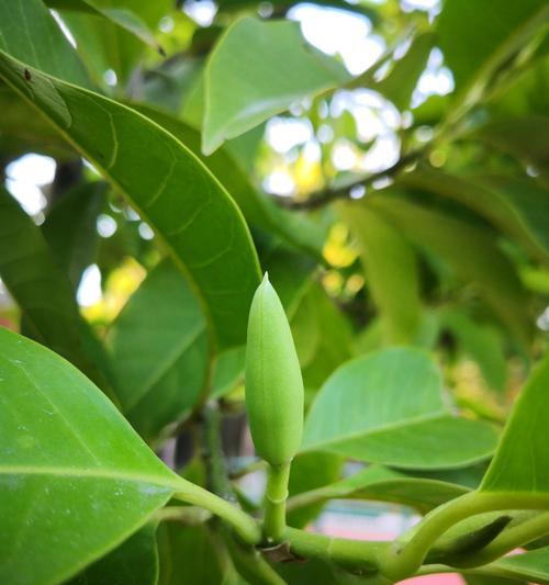 什么花代表释怀？了解花语背后的情感含义
