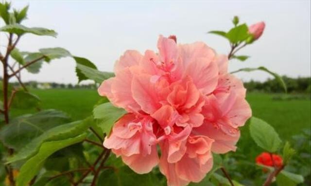 扶桑花在家里养风水好吗？如何摆放才能带来好运？