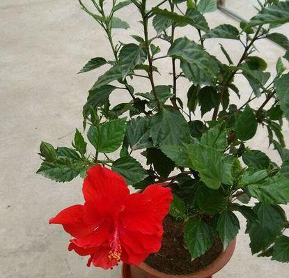 扶桑花在家里养风水好吗？如何摆放才能带来好运？