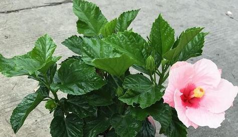扶桑花开花后如何正确处理？维护技巧有哪些？