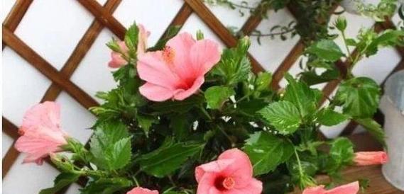 扶桑花开花后如何正确处理？维护技巧有哪些？