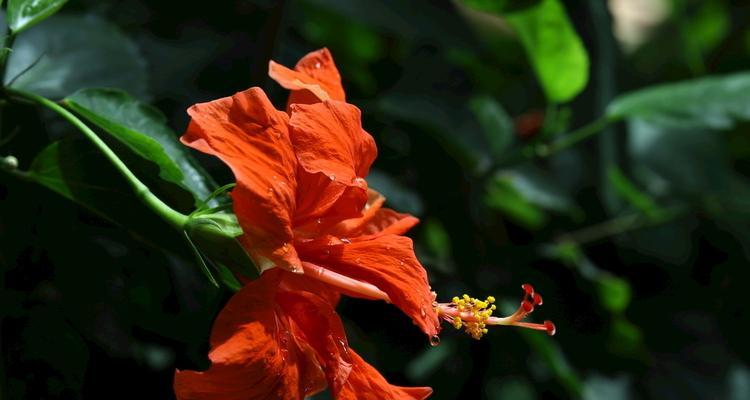 扶桑花可以吃吗？食用扶桑花的安全性和方法是什么？