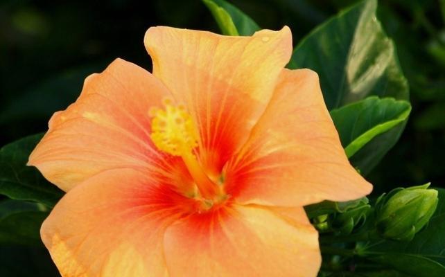 扶桑花可以吃吗？食用扶桑花的安全性和方法是什么？