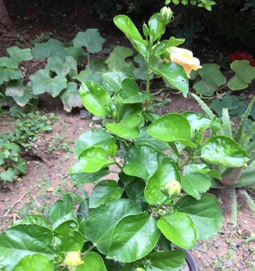 扶桑花浇啤酒真的好吗？正确浇水方法是什么？