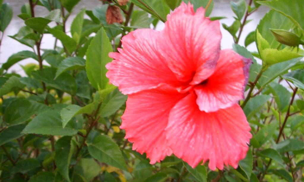 扶桑花浇啤酒真的好吗？正确浇水方法是什么？