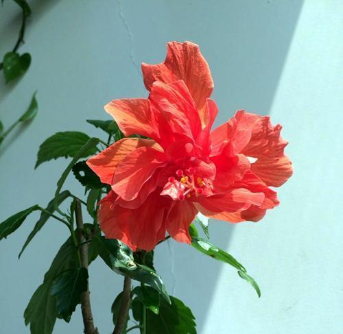 扶桑花浇硫酸亚铁会有什么影响？正确施肥方法是什么？