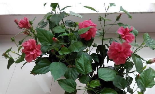 扶桑花期如何养护？常见问题有哪些解决方法？