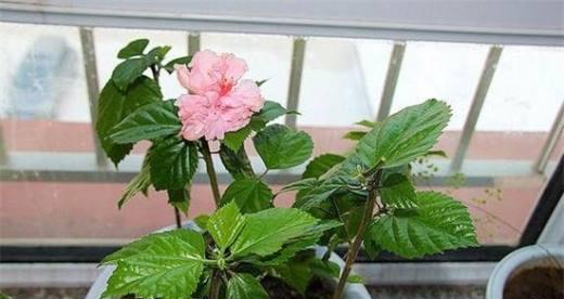 扶桑花养护禁忌有哪些？哪些人群不宜养扶桑花？