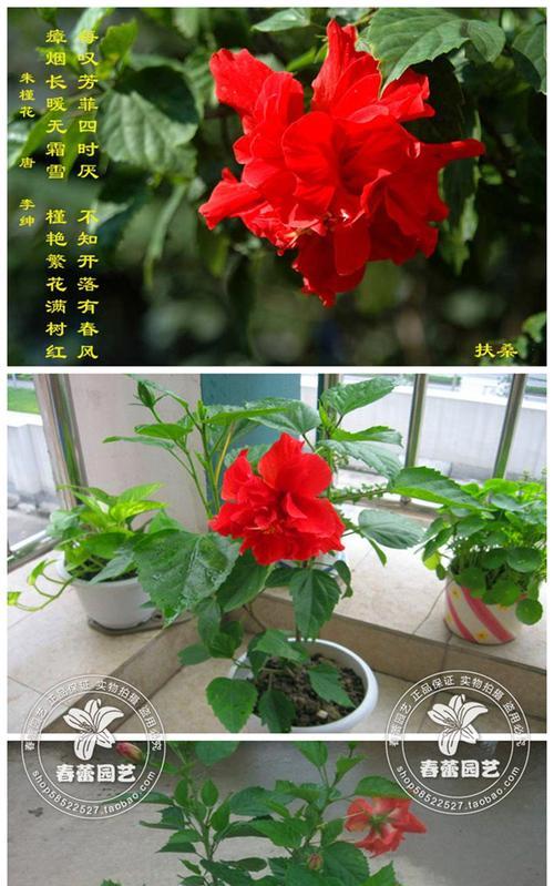 扶桑花养护禁忌有哪些？哪些人群不宜养扶桑花？