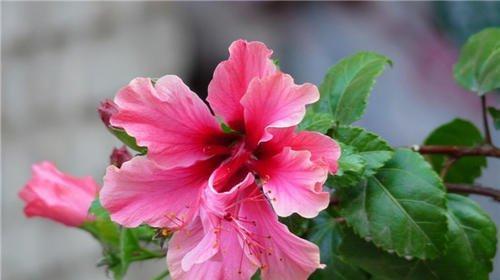 扶桑花换盆的最佳时机是什么时候？换盆后需要注意什么？