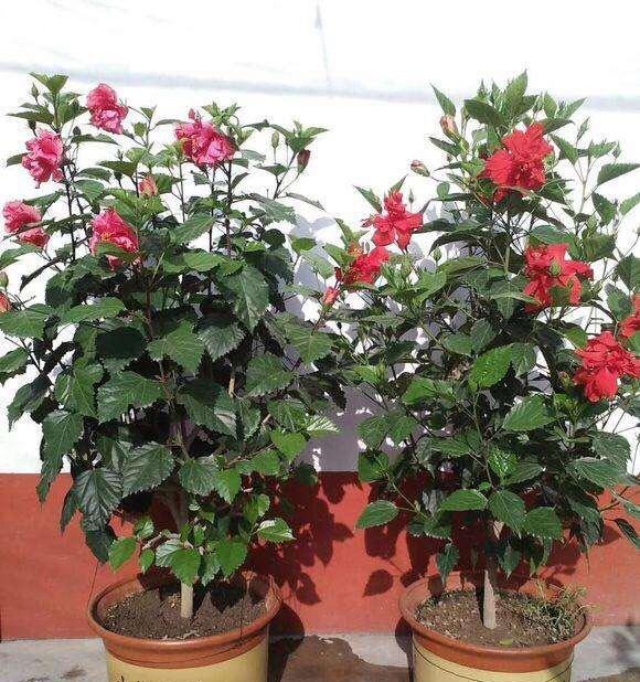 扶桑花施肥指南：什么肥料最适合扶桑花生长？