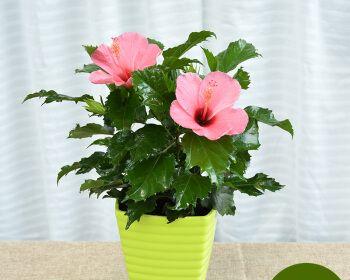 扶桑花施肥指南：什么肥料最适合扶桑花生长？