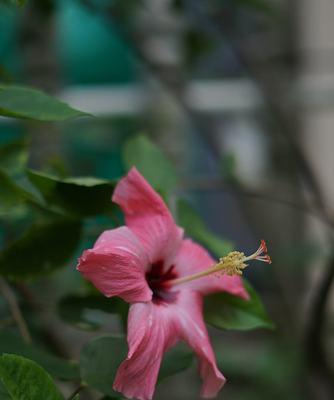 扶桑花是哪个国家的国花？扶桑花的含义和起源是什么？