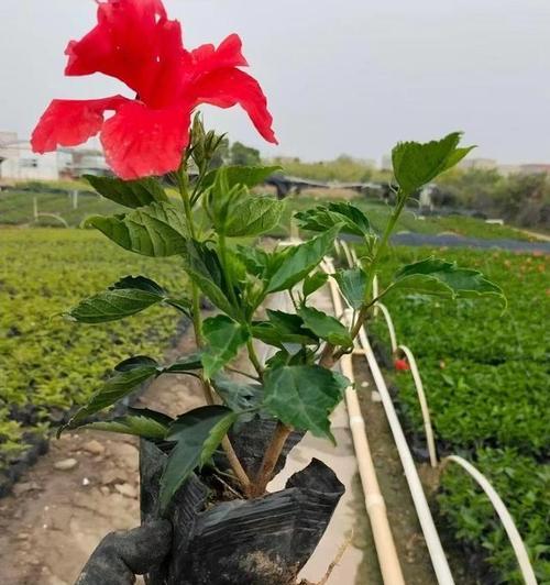 扶桑花土配制方法是什么？如何正确配制扶桑花土？