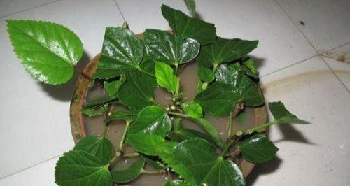 扶桑花土配制方法是什么？如何正确配制扶桑花土？