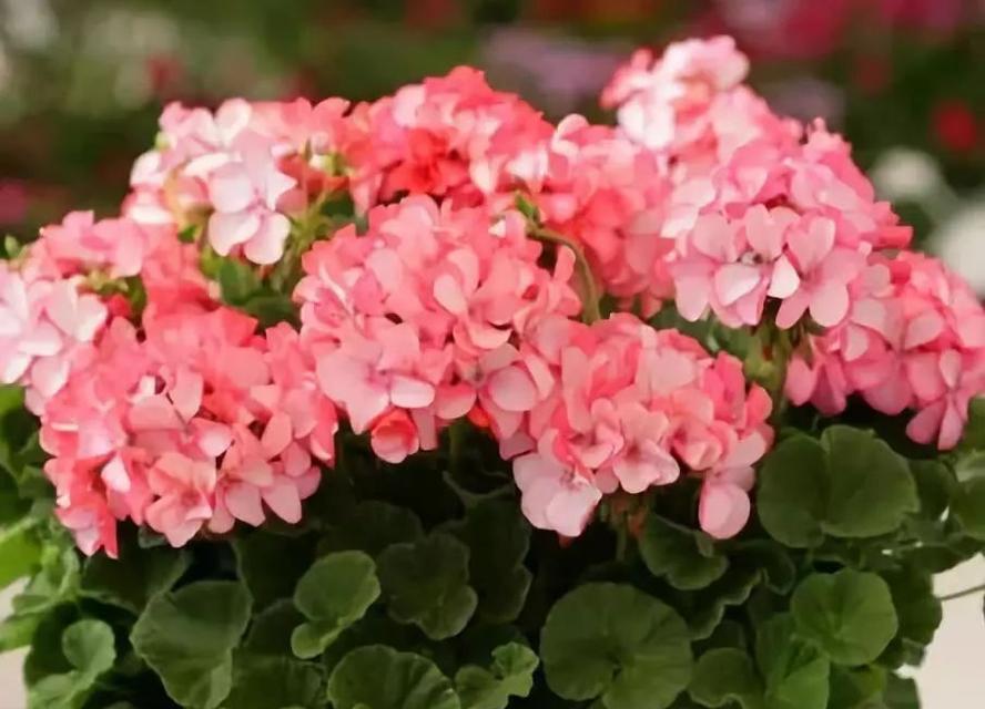 什么花代表挽回爱情？挽回花语的花有哪些？