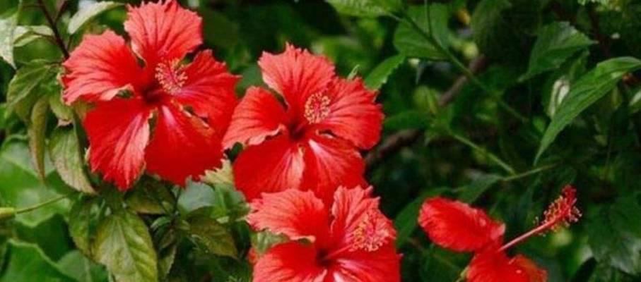 扶桑花不开花的原因是什么？如何解决？