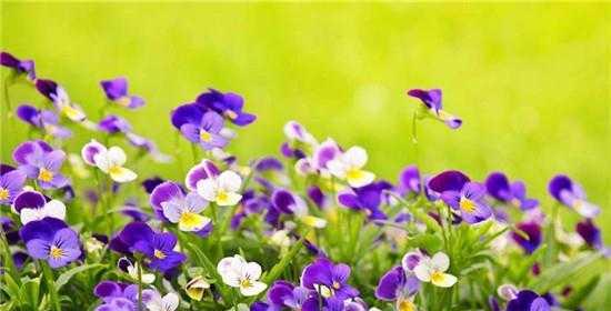 什么花代表忘记？揭秘花语背后的含义！
