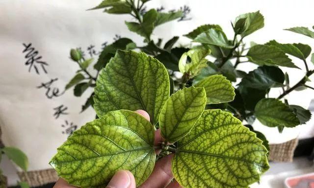 扶桑花叶子蔫了怎么办？如何快速恢复植物活力？