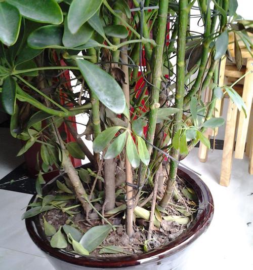 扶桑花叶子蔫了怎么办？如何快速恢复植物活力？